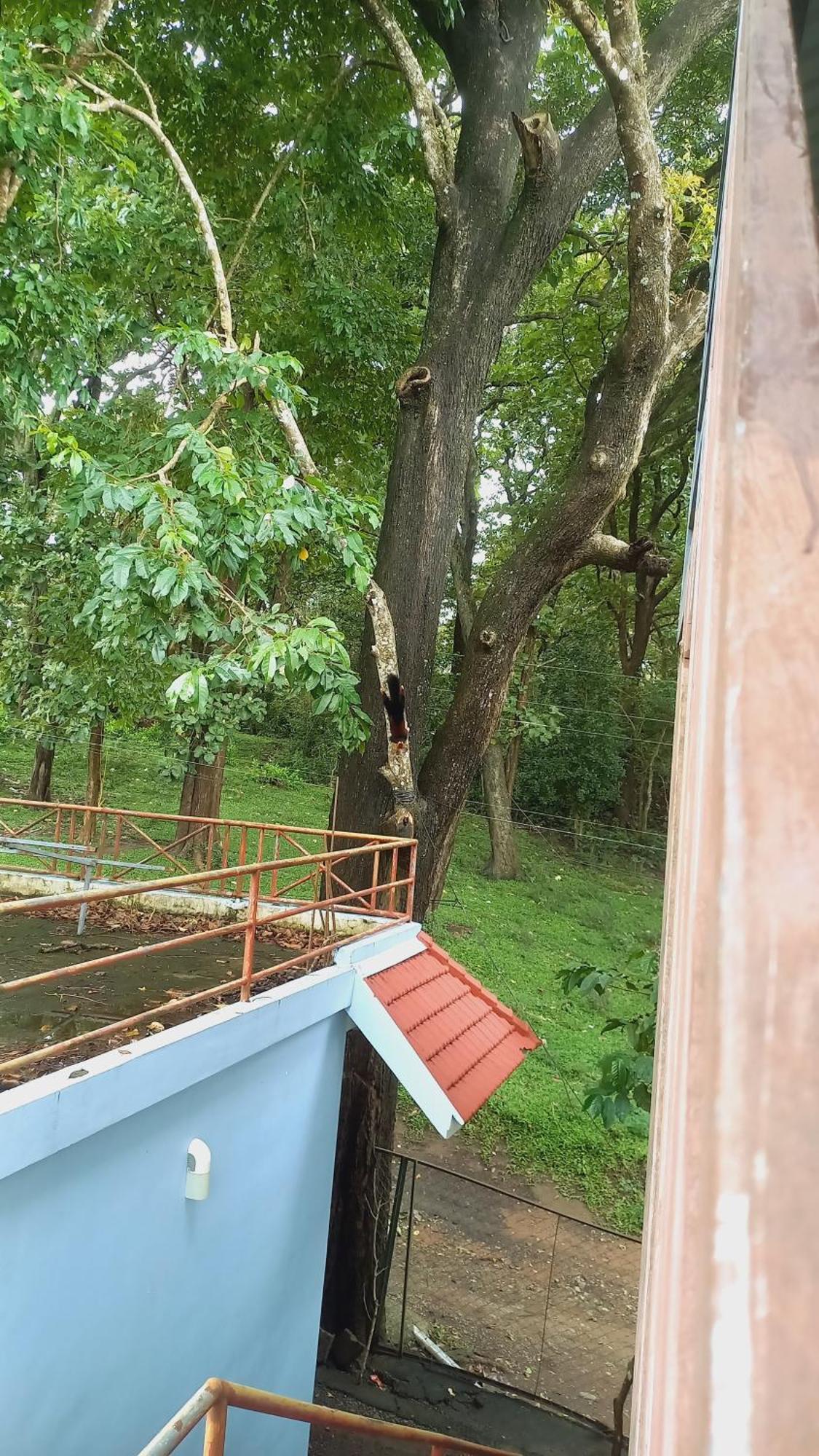 Wild Window - Forest View Homestay Thekkady Extérieur photo