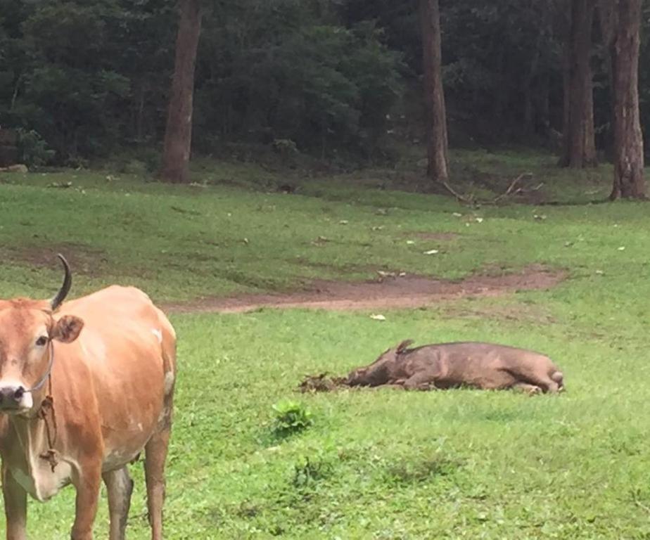 Wild Window - Forest View Homestay Thekkady Extérieur photo