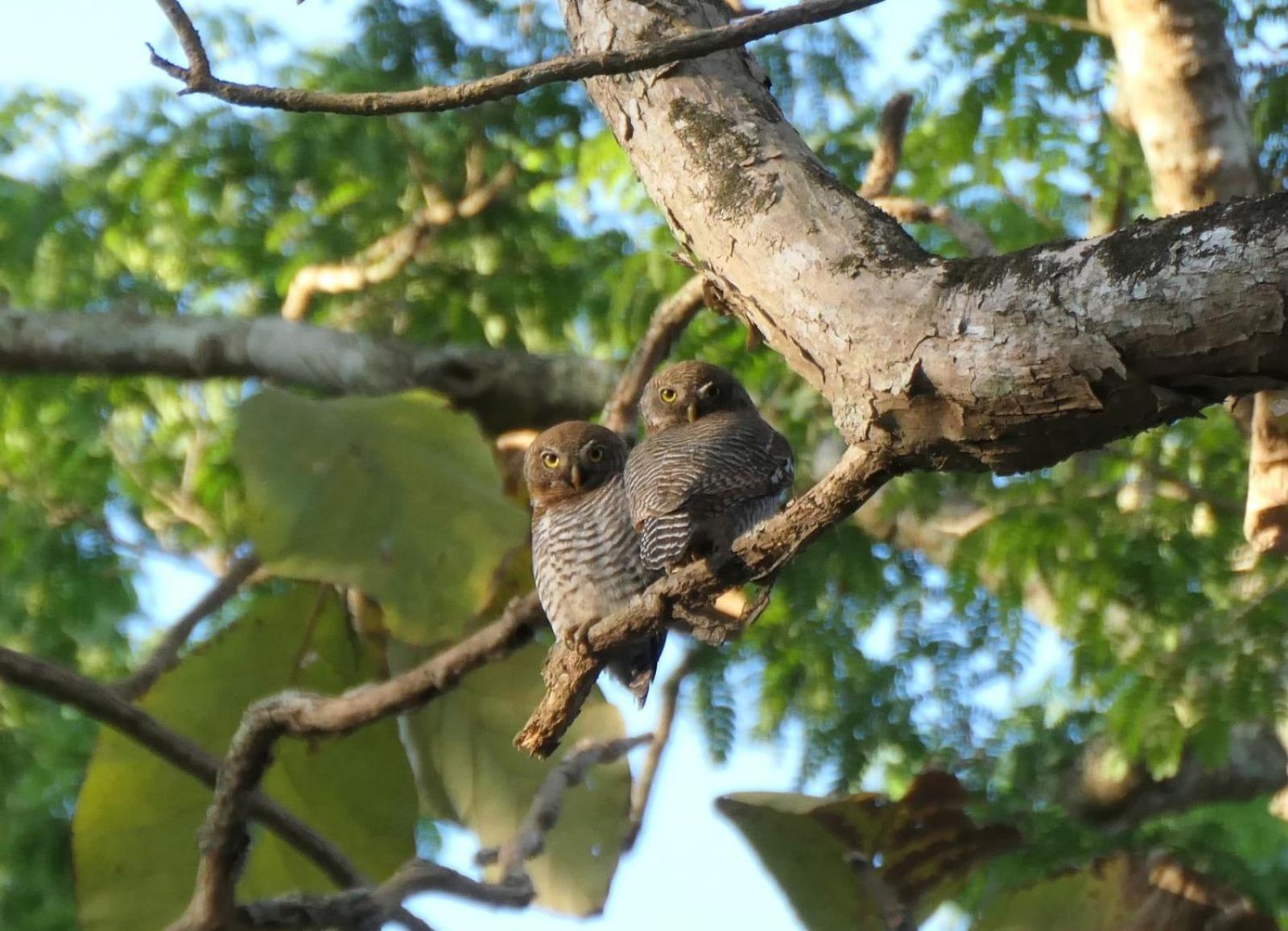 Wild Window - Forest View Homestay Thekkady Extérieur photo