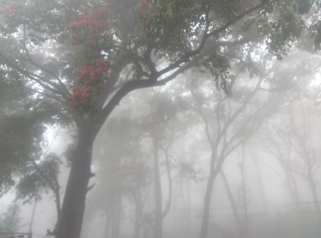 Wild Window - Forest View Homestay Thekkady Extérieur photo
