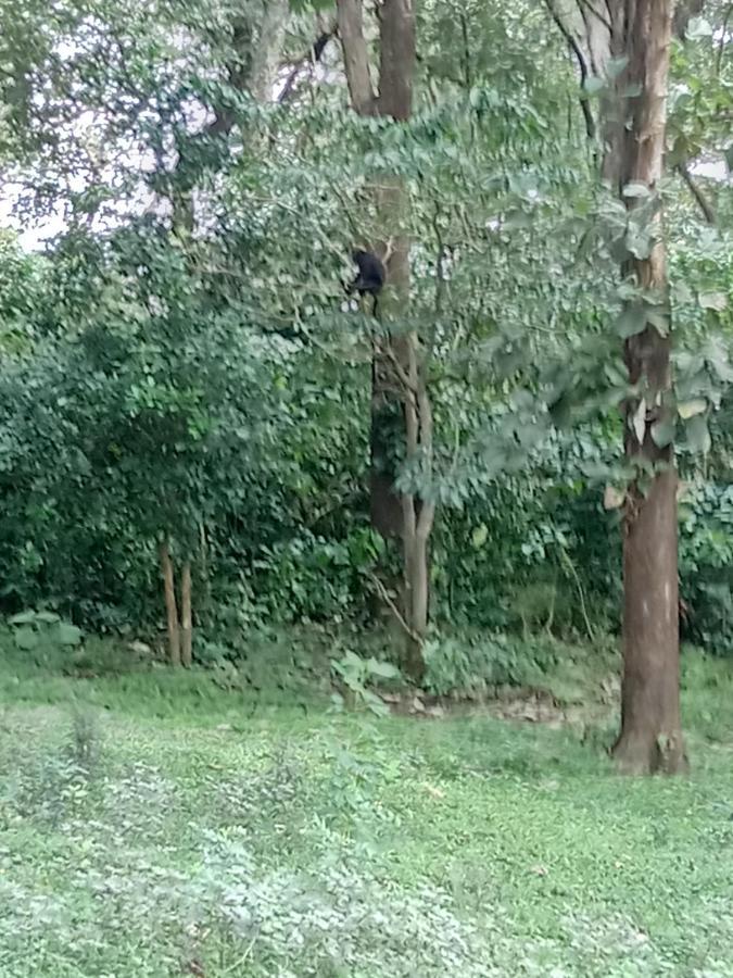 Wild Window - Forest View Homestay Thekkady Extérieur photo